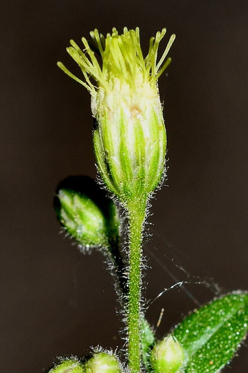 Alomia alata photo 4