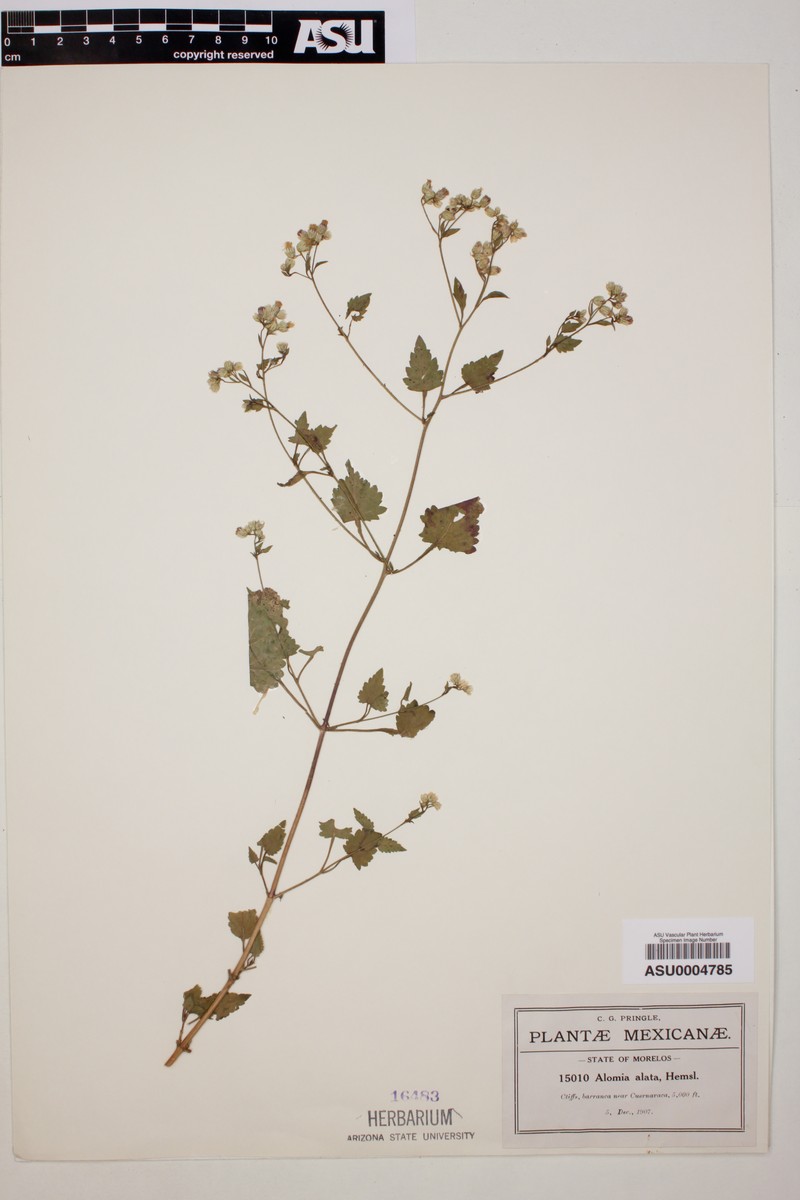 Alomia alata photo 5