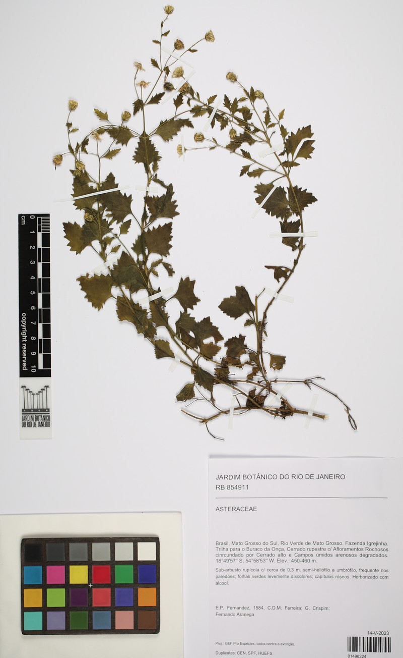 Alomiella regnellii