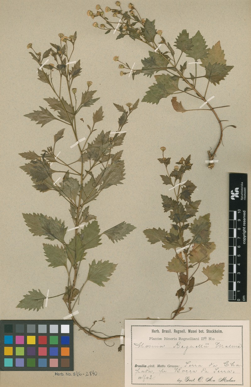 Alomiella regnellii photo 2