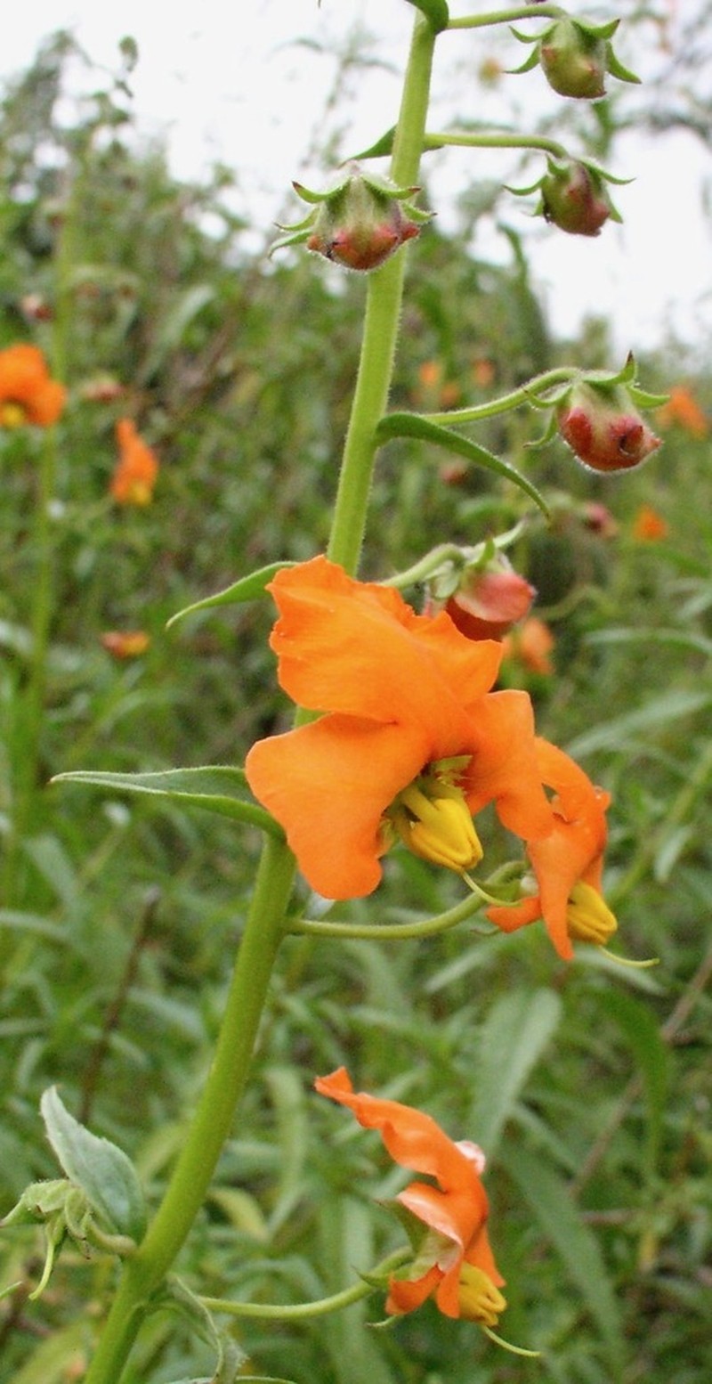 Alonsoa acutifolia