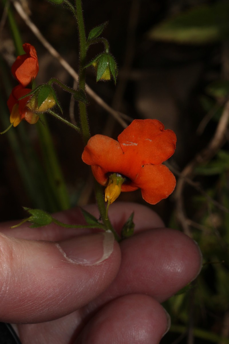 Alonsoa acutifolia photo 2