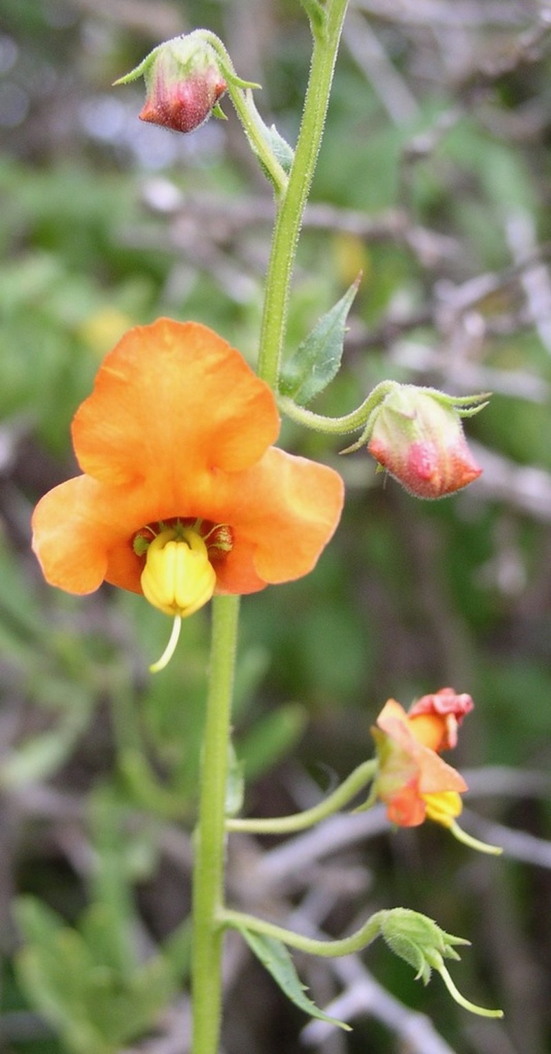 Alonsoa acutifolia photo 3