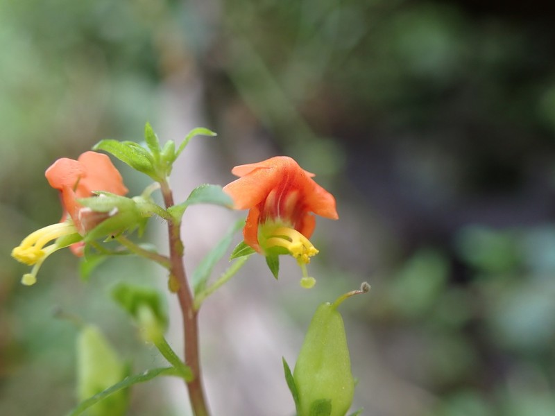Alonsoa acutifolia photo 4