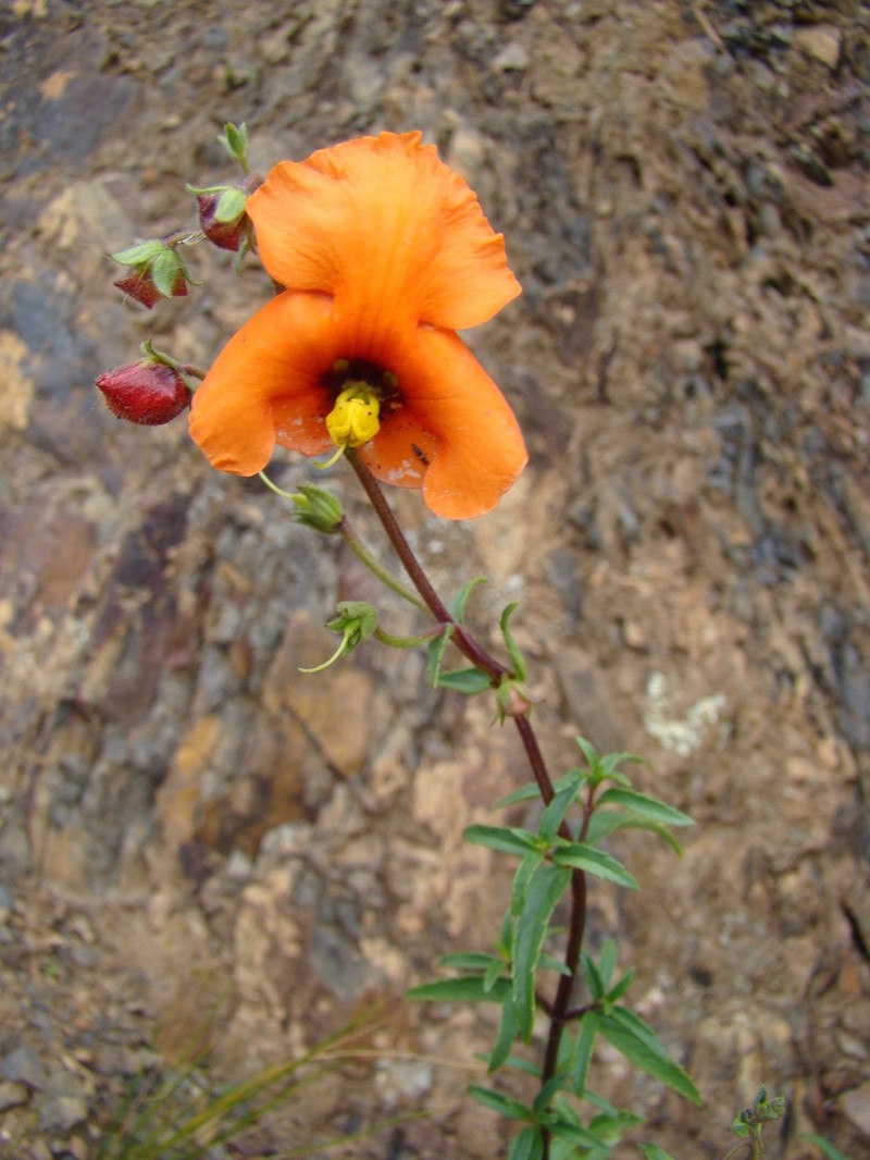 Alonsoa acutifolia photo 5
