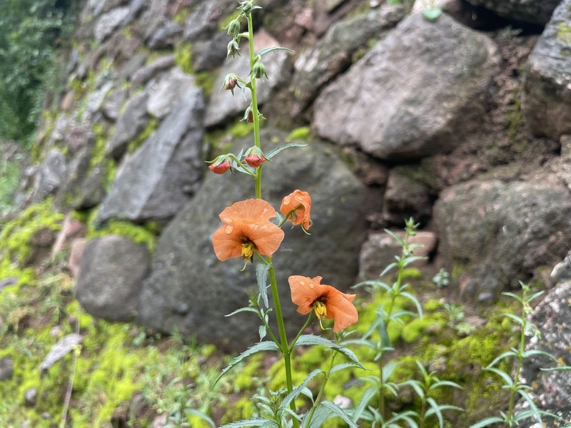 Alonsoa acutifolia photo 6