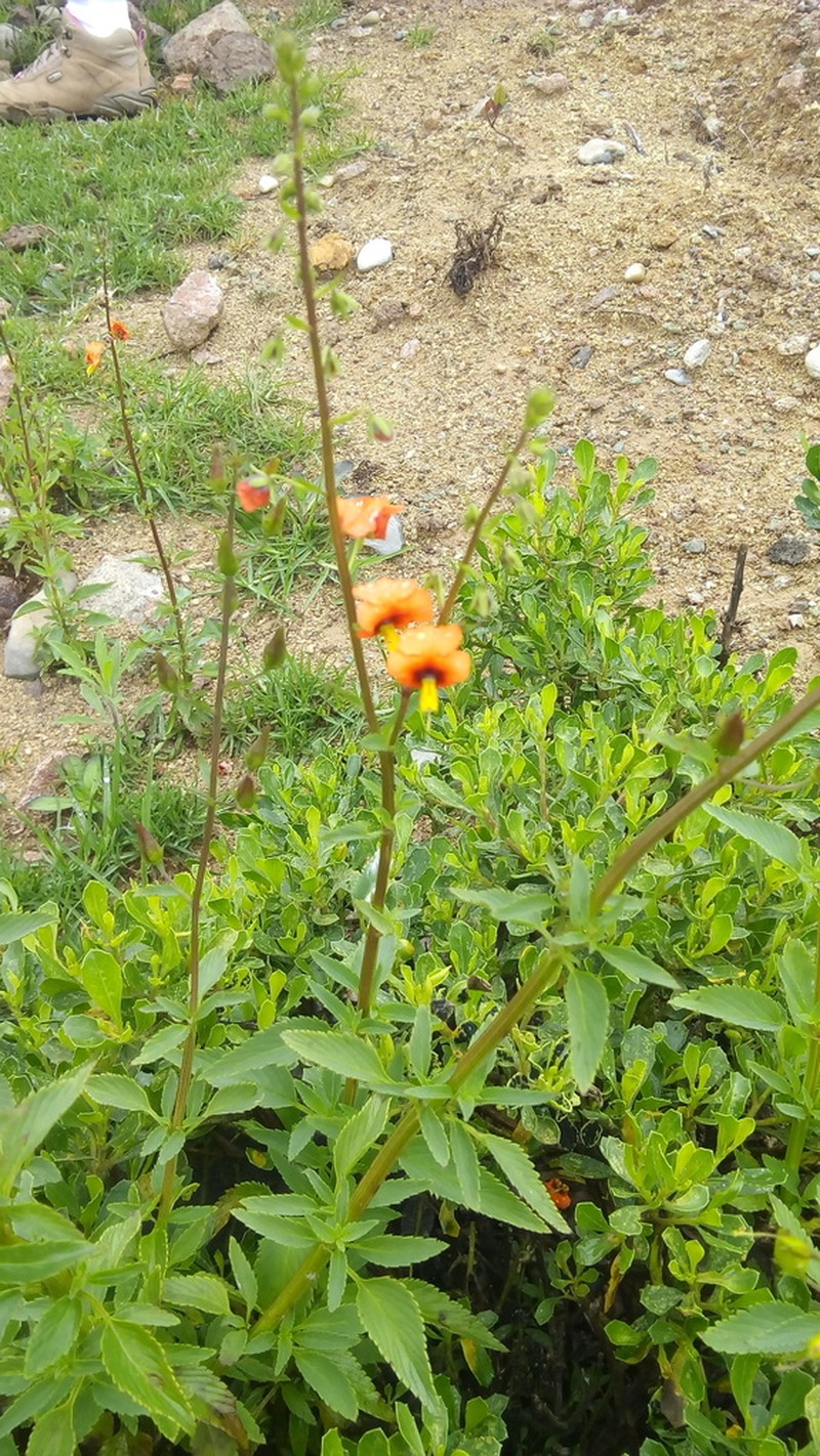 Alonsoa acutifolia photo 7