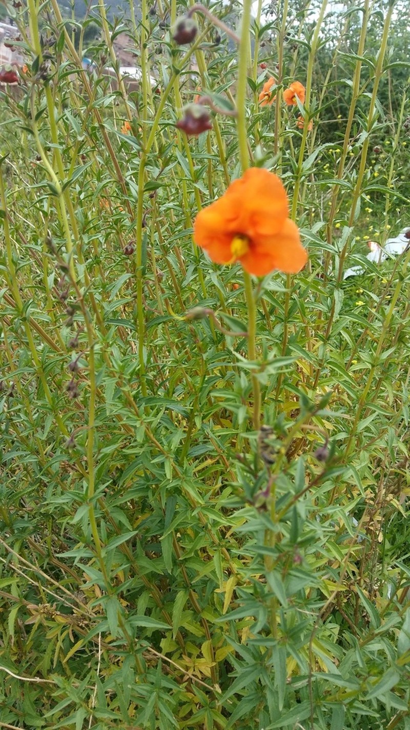 Alonsoa acutifolia photo 8