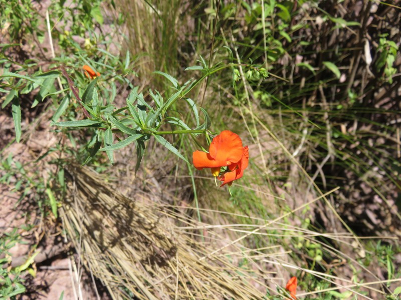 Alonsoa auriculata photo 2