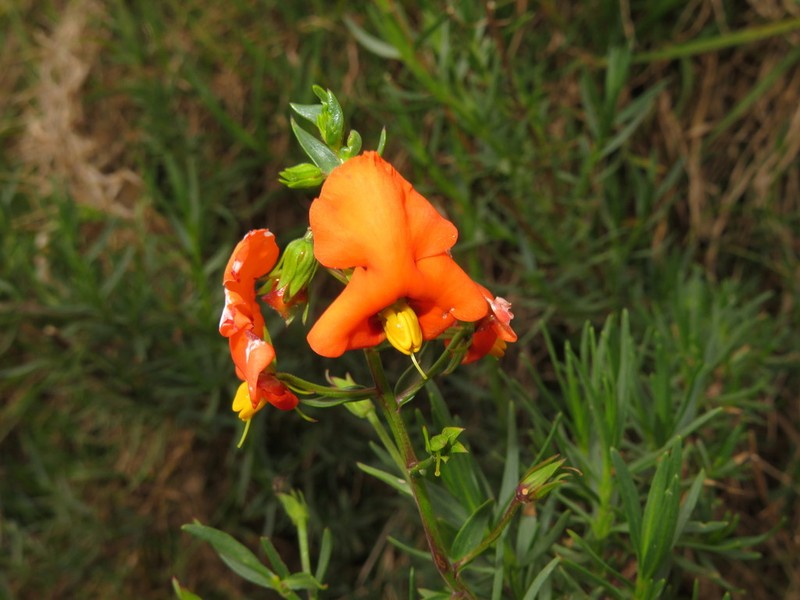 Alonsoa linearis