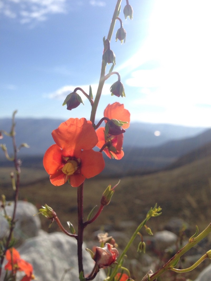 Alonsoa linearis photo 2