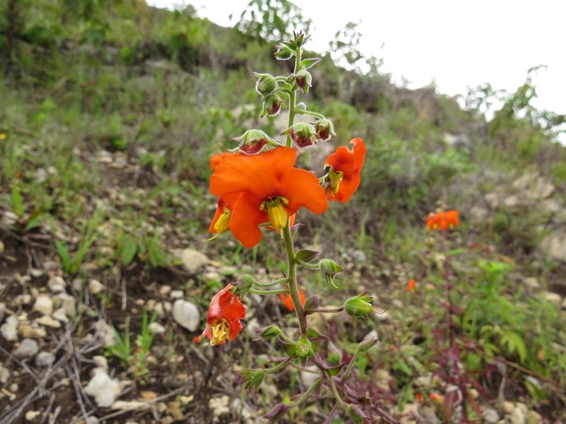 Alonsoa linearis photo 3