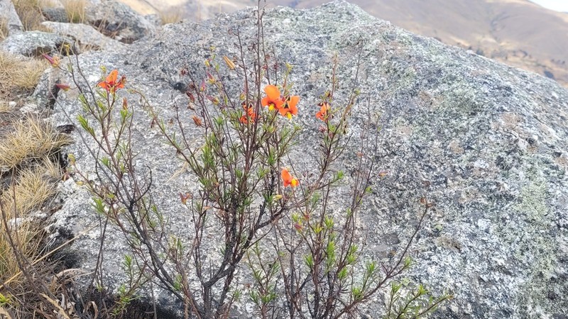 Alonsoa linearis photo 5