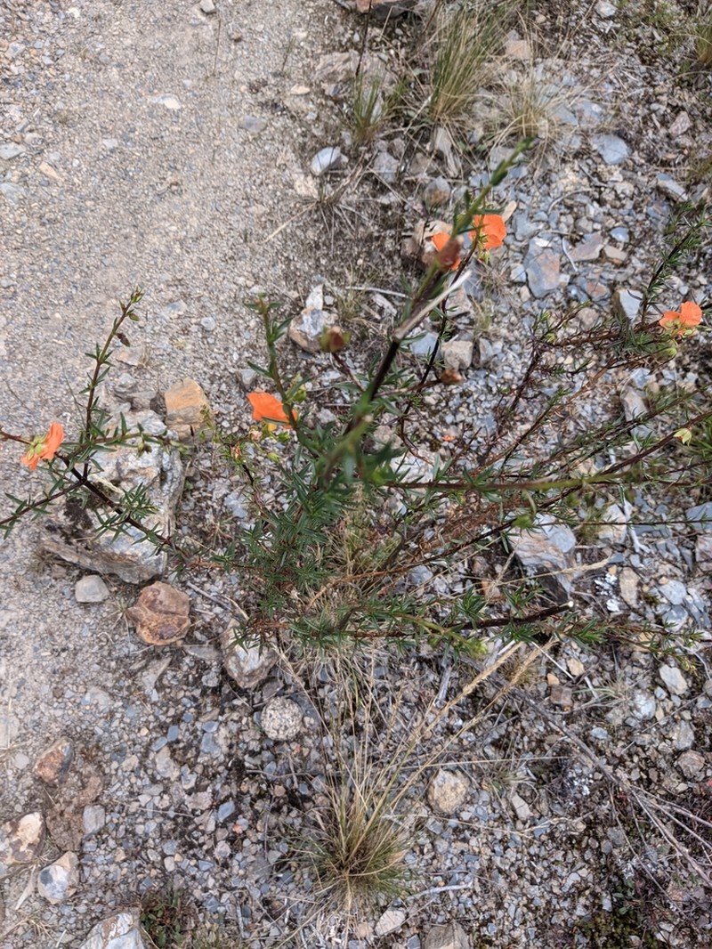 Alonsoa linearis photo 6