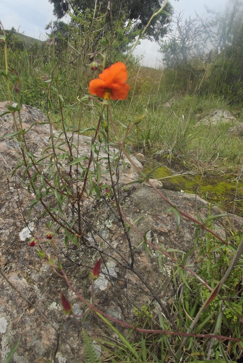 Alonsoa linearis photo 7