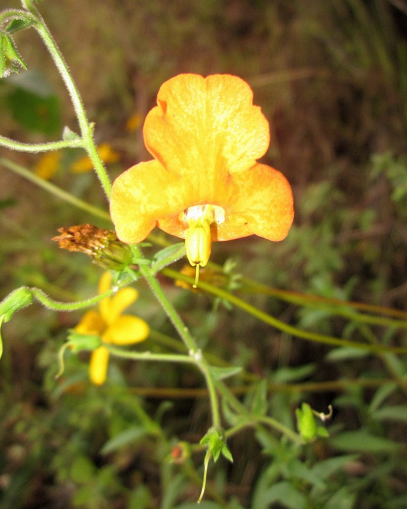Alonsoa linearis photo 8