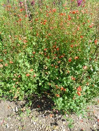 Alonsoa meridionalis