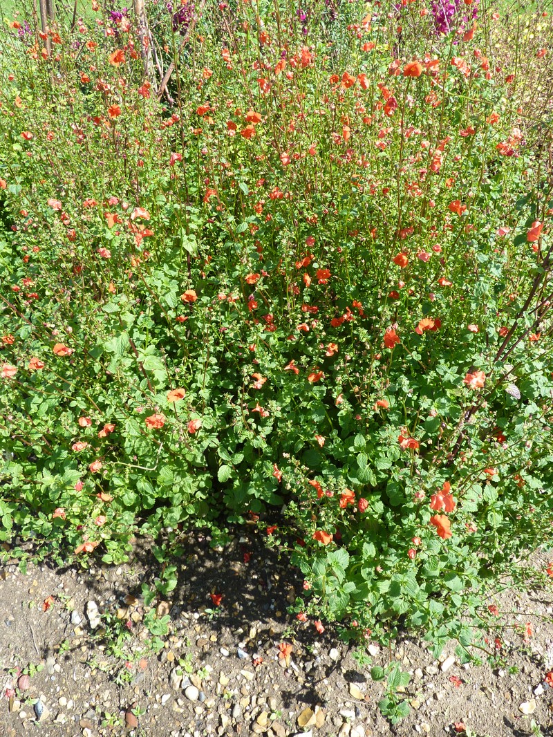 Alonsoa meridionalis