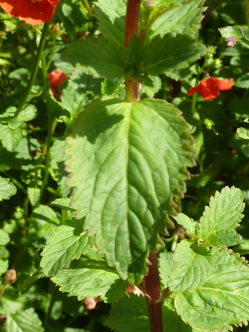 Alonsoa meridionalis photo 2