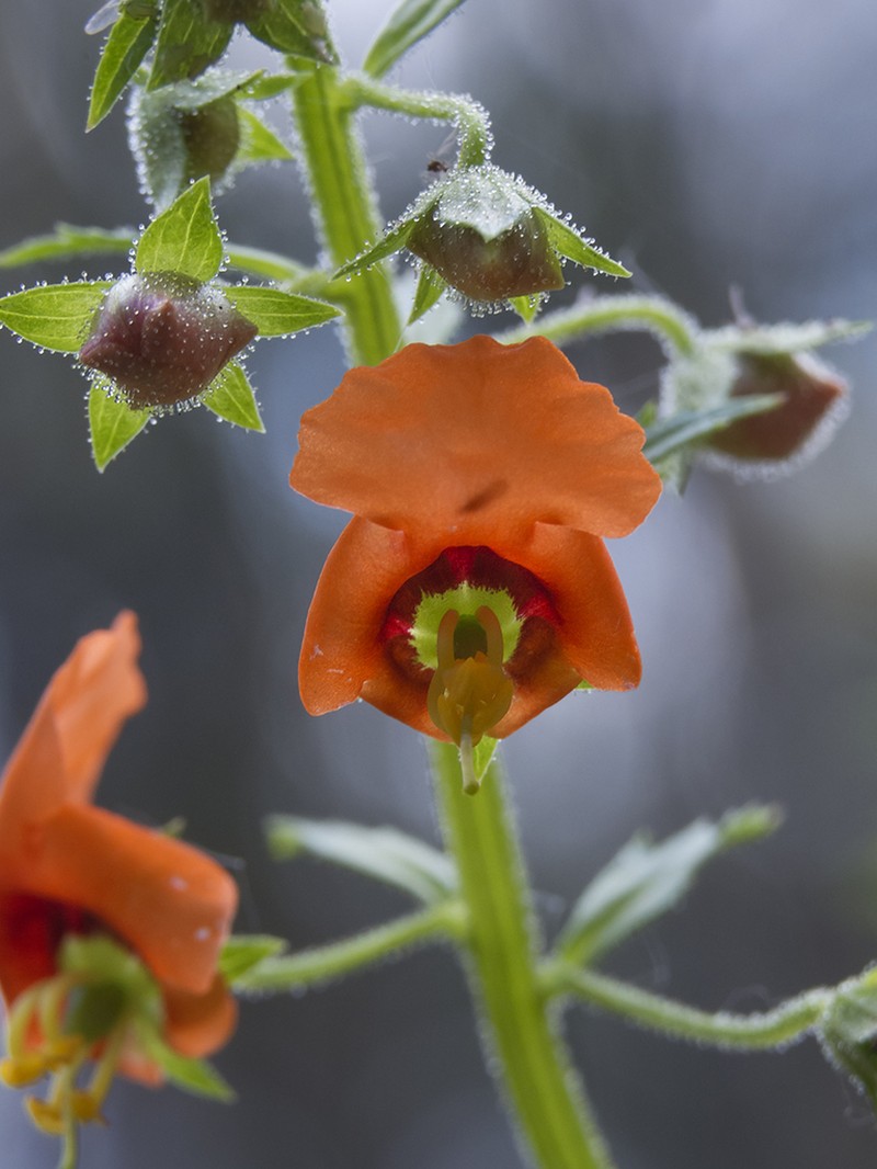 Alonsoa meridionalis photo 3