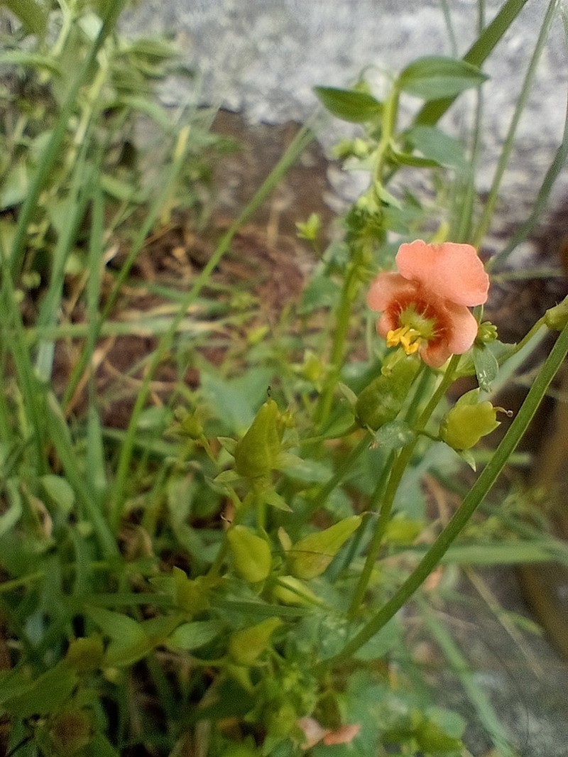 Alonsoa meridionalis photo 4