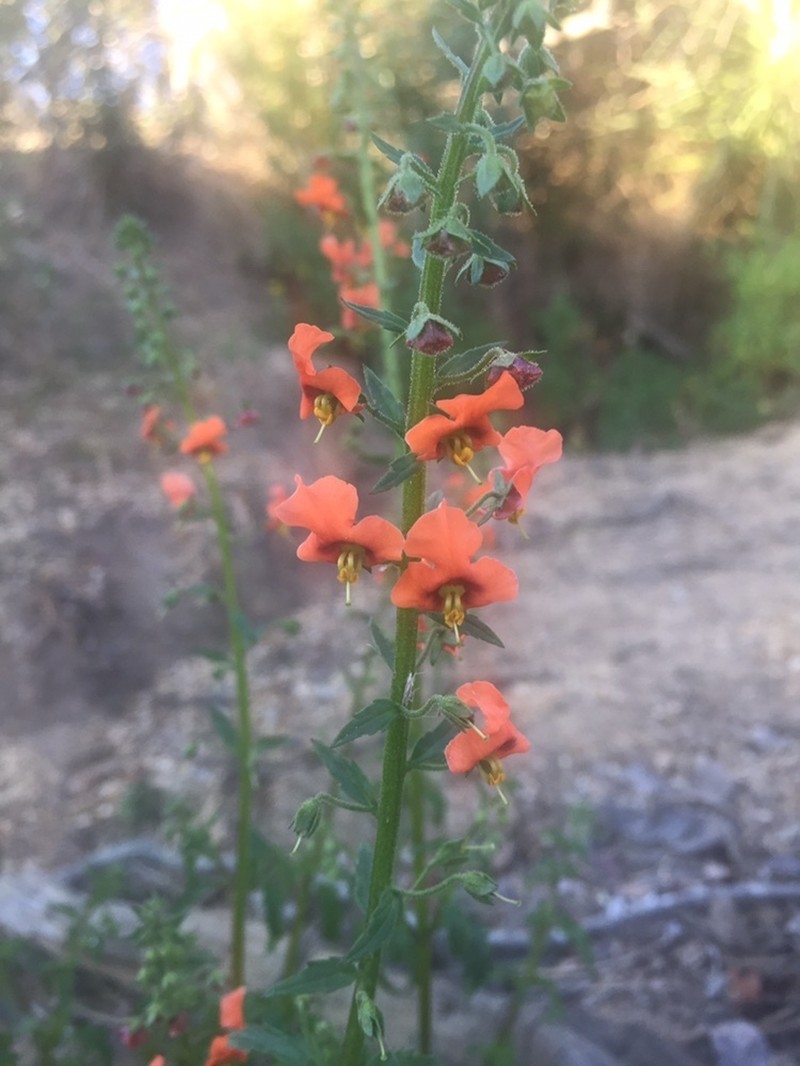 Alonsoa meridionalis photo 5