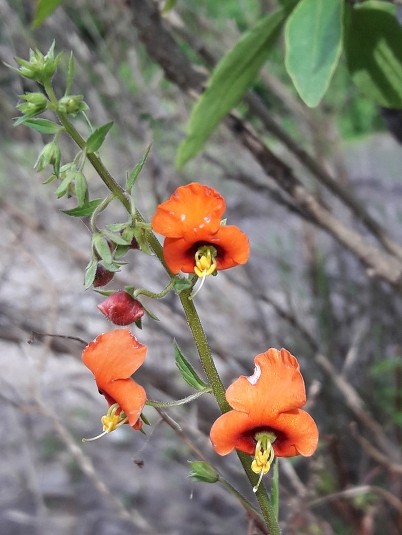 Alonsoa meridionalis photo 6