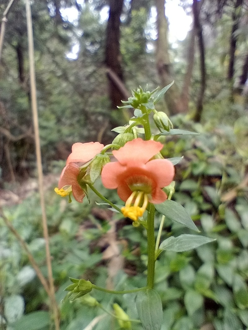 Alonsoa meridionalis photo 7
