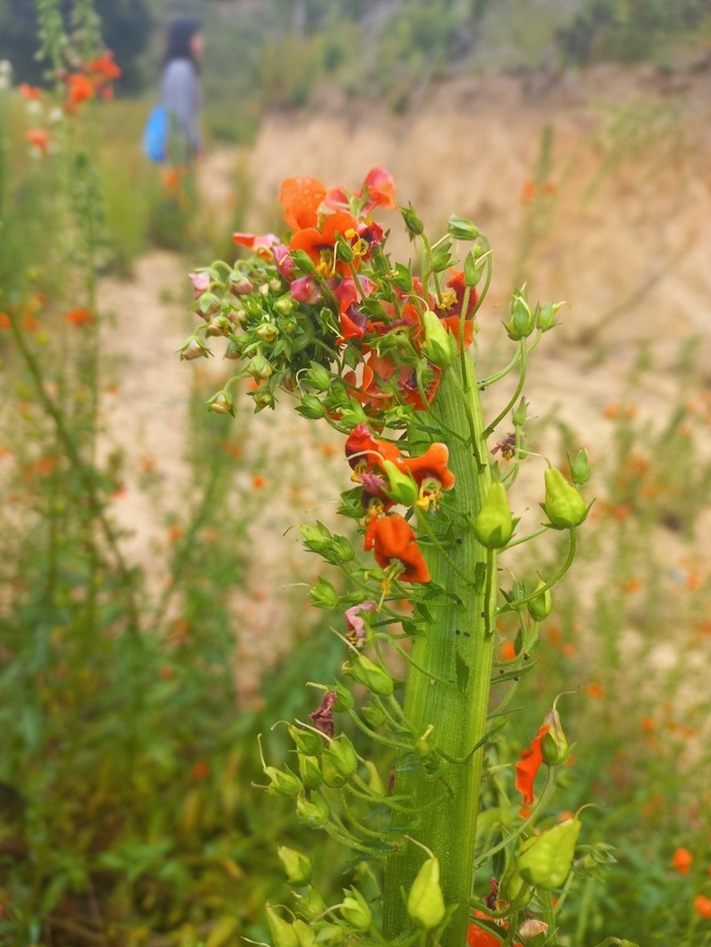 Alonsoa meridionalis photo 8