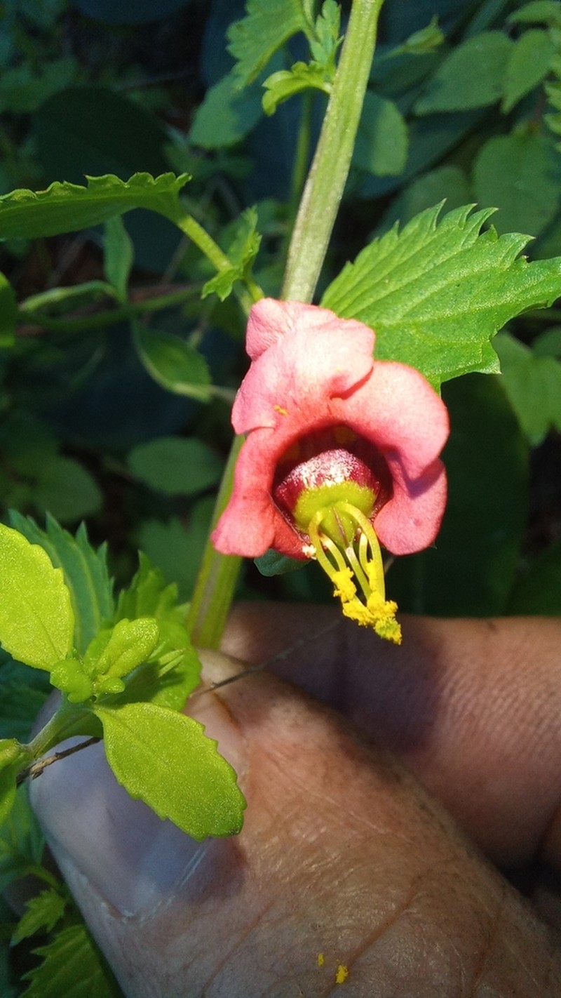 Alonsoa peduncularis photo 2