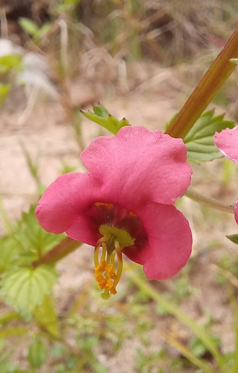 Alonsoa peduncularis photo 3
