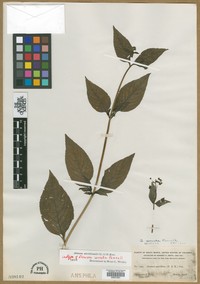 Alonsoa serrata