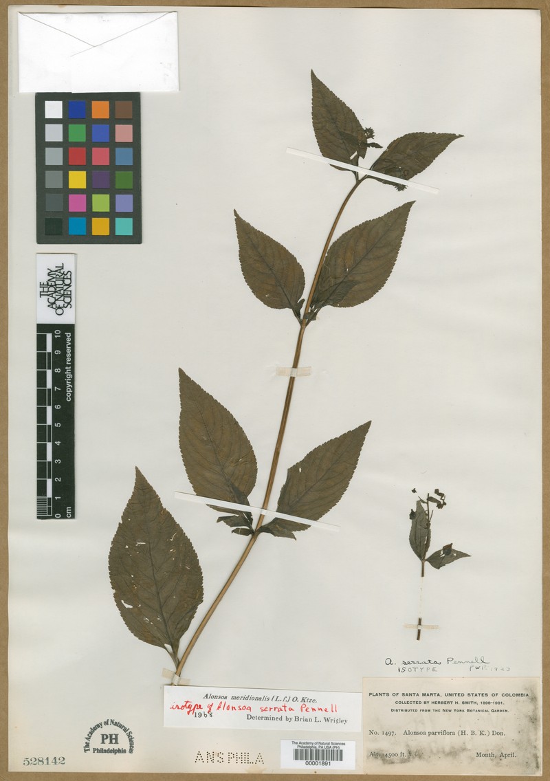 Alonsoa serrata