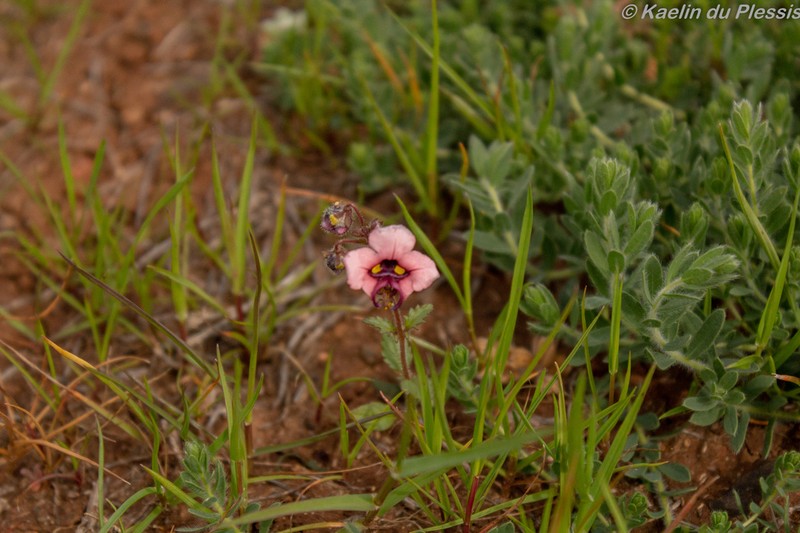 Alonsoa unilabiata