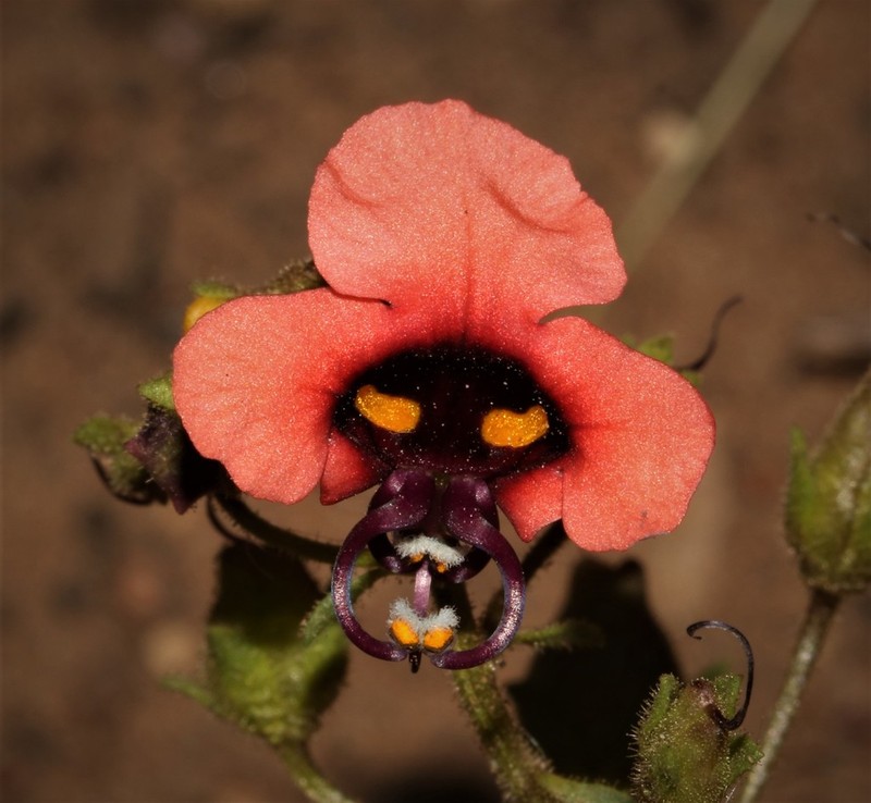 Alonsoa unilabiata photo 3