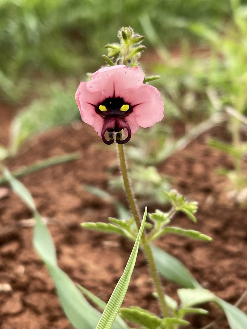 Alonsoa unilabiata photo 5