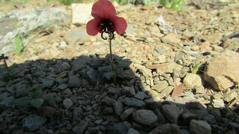Alonsoa unilabiata photo 6