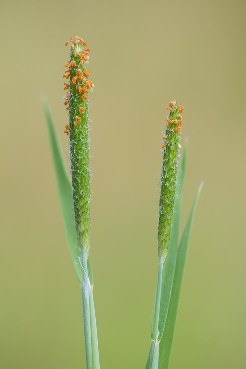 Shortawn Foxtail photo 2