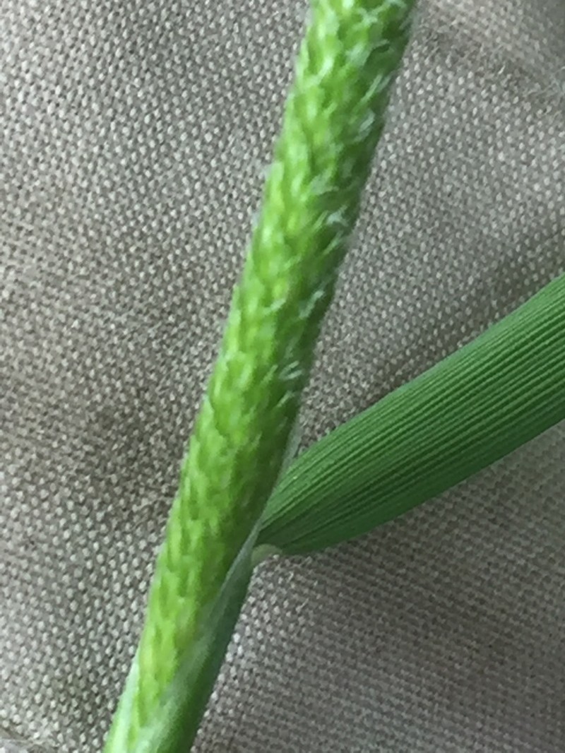 Shortawn Foxtail photo 3