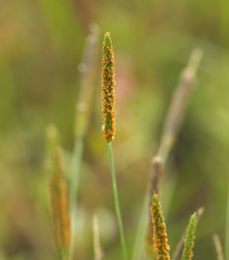 Shortawn Foxtail photo 4