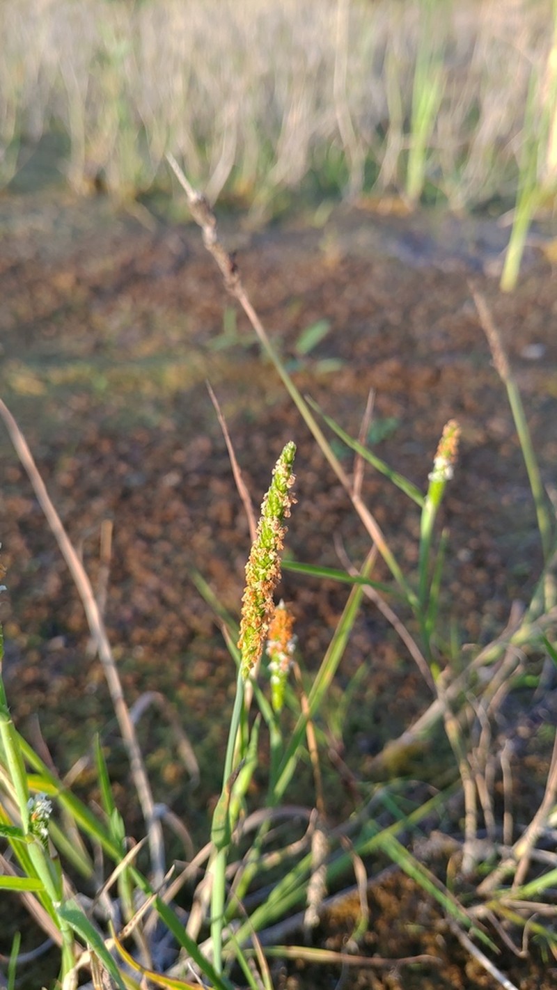 Shortawn Foxtail photo 5