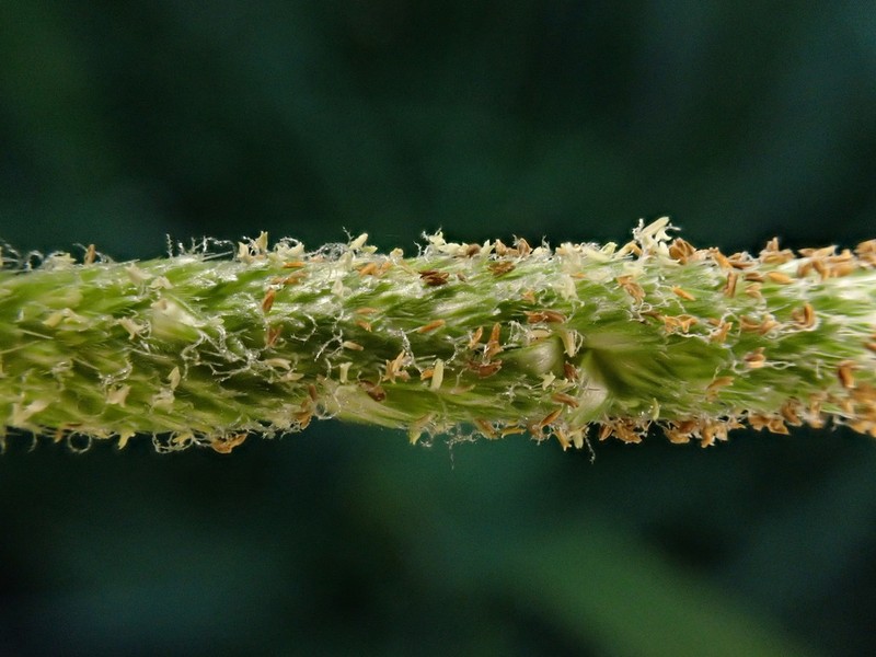 Shortawn Foxtail photo 6
