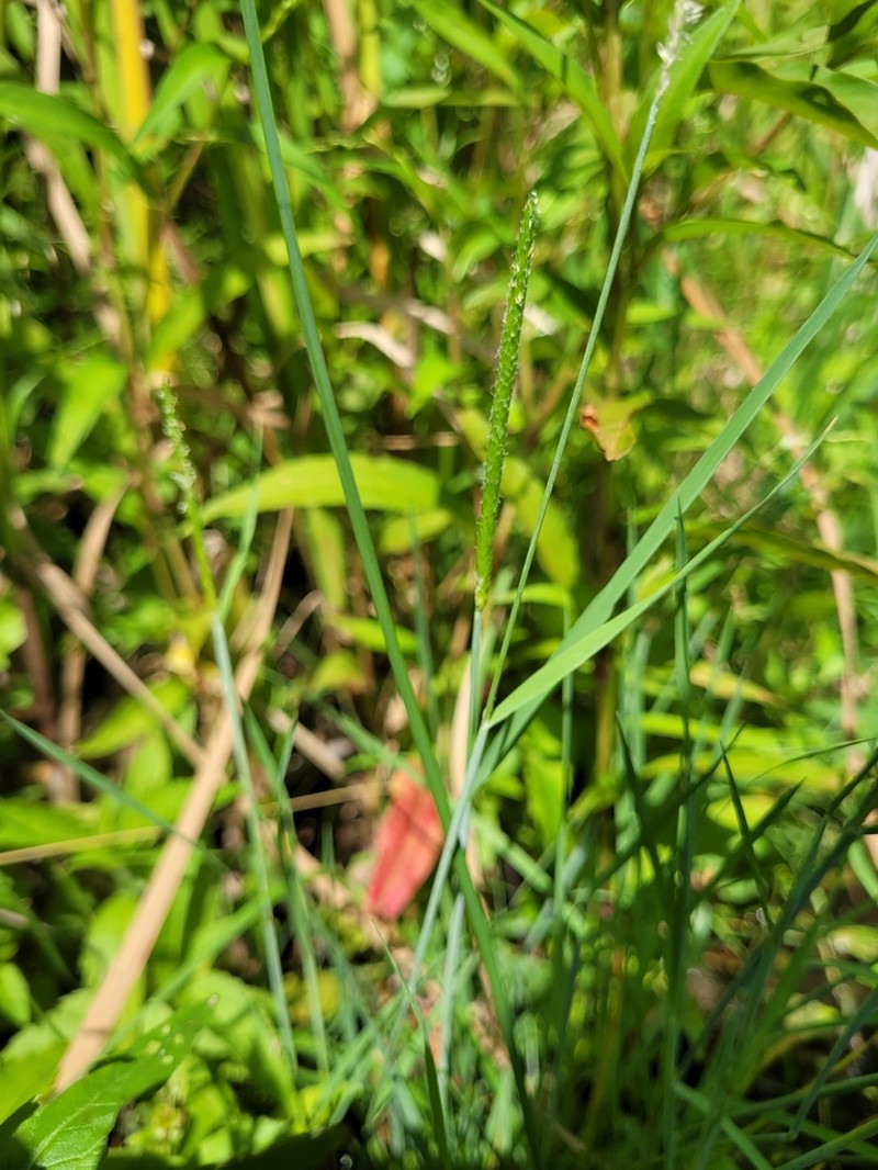 Shortawn Foxtail photo 7