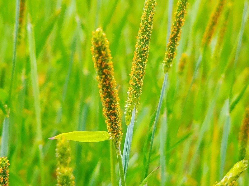 Shortawn Foxtail photo 8