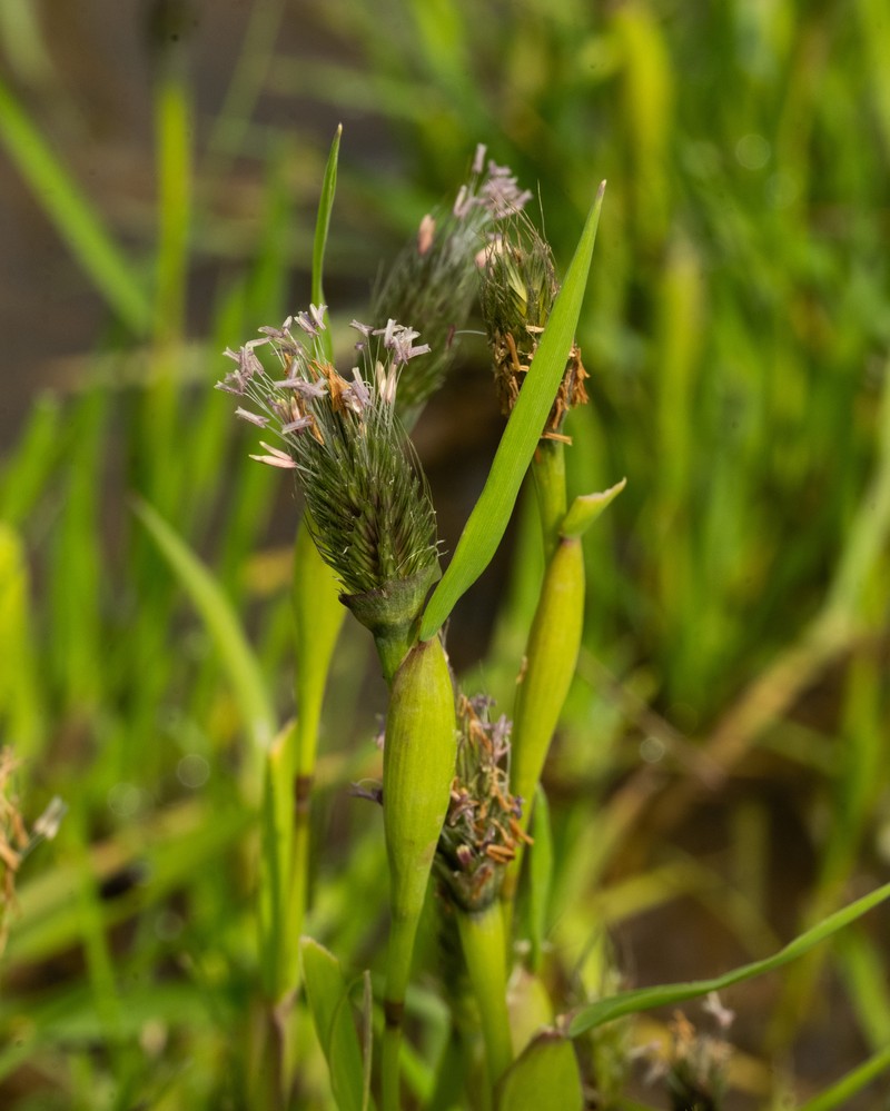 Alopecurus alopecuroides
