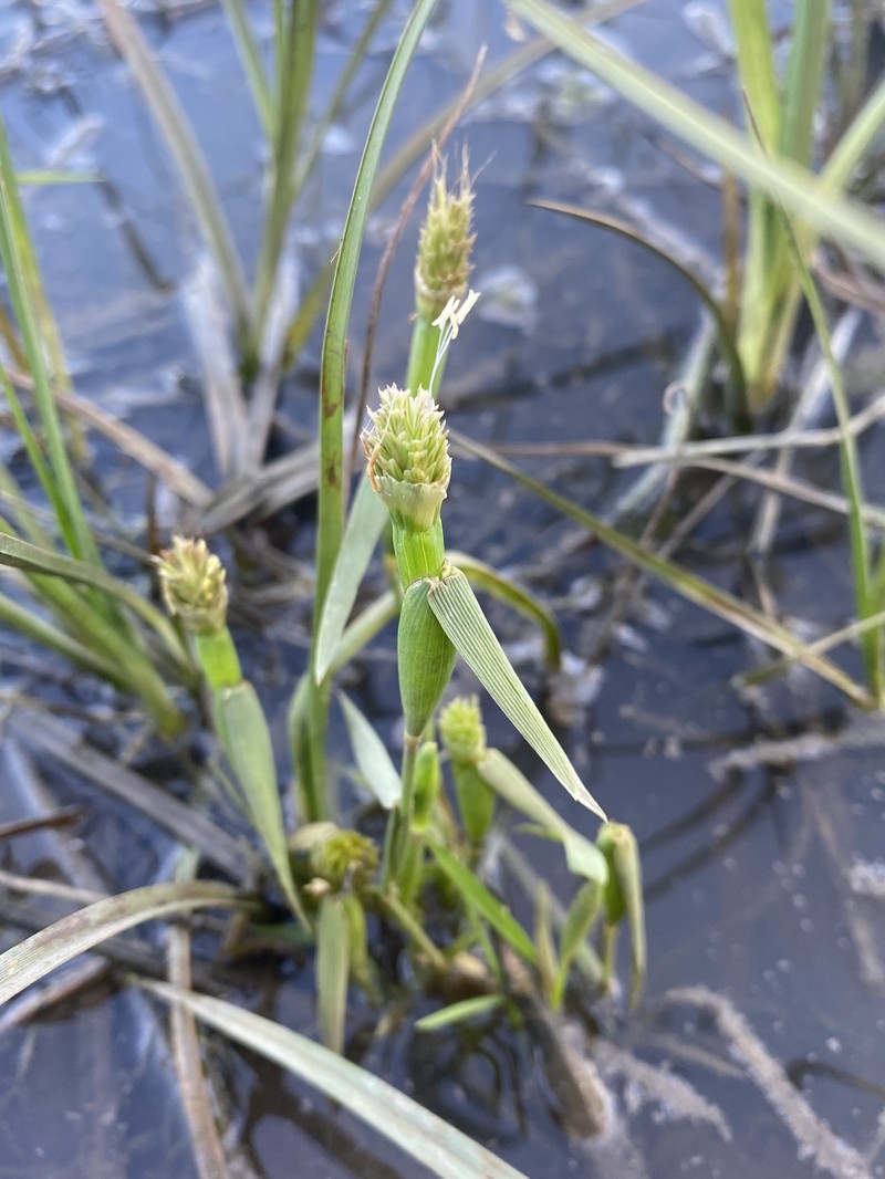 Alopecurus alopecuroides photo 2