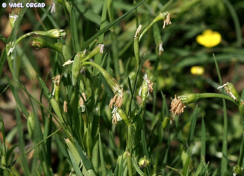 Alopecurus alopecuroides photo 3