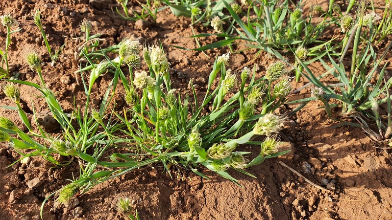 Alopecurus alopecuroides photo 4