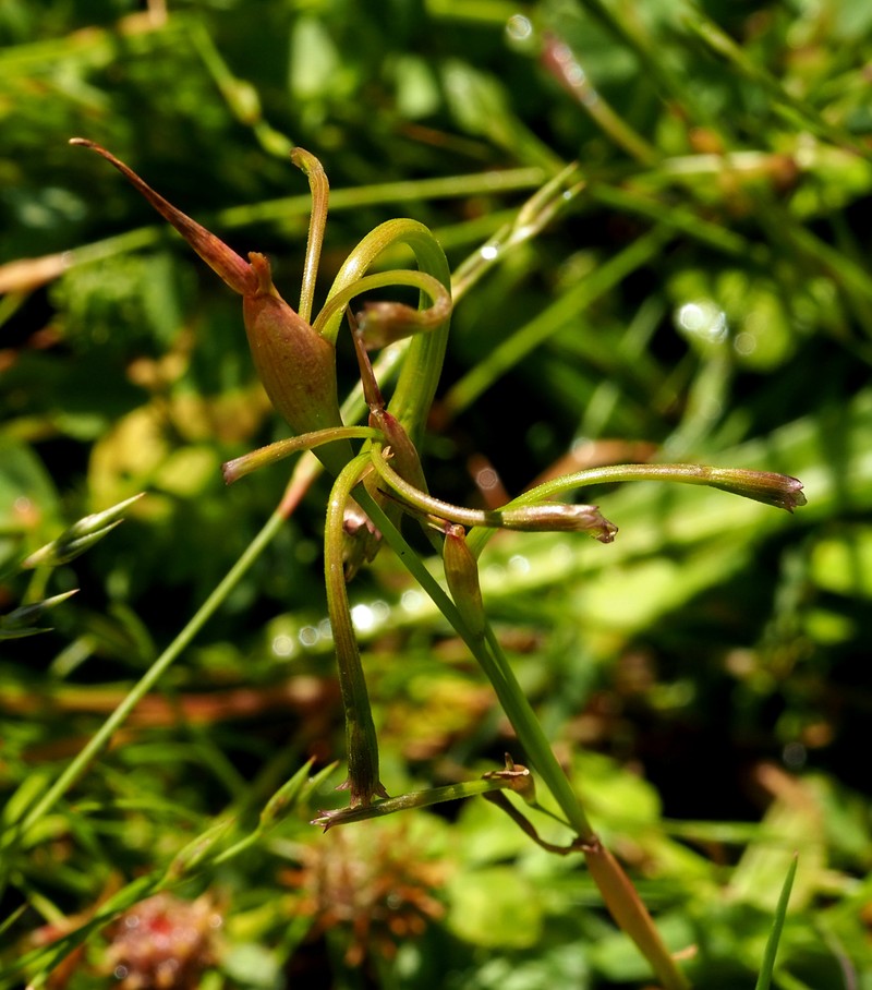 Alopecurus alopecuroides photo 5