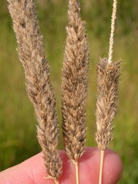 Creeping Meadow Foxtail